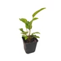 Kép 1/2 - Echinacea purpurea 'Prairie Splendor Rose' / Rózsaszín virágú kasvirág