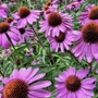 Kép 2/2 - Echinacea purpurea 'Deep Rose' / Rózsaszín virágú kasvirág
