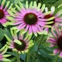 Kép 2/2 - Echinacea purpurea 'Green Twister' / Bíbor kasvirág