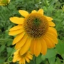 Kép 2/2 - Echinacea purpurea 'Lakota Yellow' / Bíbor kasvirág
