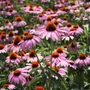 Kép 2/2 - Echinacea purpurea 'Magnus' / Rózsaszín virágú kasvirág