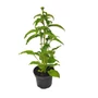 Kép 1/2 - Echinacea purpurea 'PowWow White' / Bíbor kasvirág