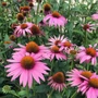 Kép 2/2 - Echinacea purpurea 'Prairie Splendor Compact Rose' / Rózsaszín virágú kasvirág