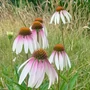 Kép 2/2 - Echinacea purpurea 'Pretty Parasols' / Kasvirág