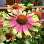 Kép 2/2 - Echinacea purpurea 'Vintage Lime' / Bíbor kasvirág