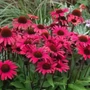 Kép 2/2 - Echinacea 'Sunseekers Pomegranate' / Bíbor kasvirág