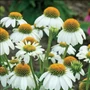Kép 2/2 - Echinacea purpurea 'White Pearl' / Fehér virágú kasvirág