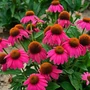 Kép 2/2 - Echinacea 'Wild Berry' / Rózsaszín virágú kasvirág