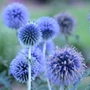 Kép 4/4 - Echinops bannaticus 'Blue Globe' / Szamárkenyér