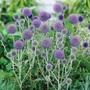 Kép 2/2 - Echinops ritro / Kék szamárkenyér