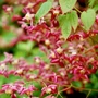 Kép 2/3 - Epimedium x rubrum / Vörös tündérvirág