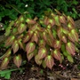 Kép 3/3 - Epimedium x rubrum / Vörös tündérvirág
