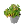 Kép 1/3 - Epimedium x rubrum / Vörös tündérvirág