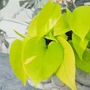 Kép 3/3 - Epipremnum pinnatum 'Neon' ('Golden Photos') / Szobafutóka 'Neon'