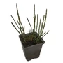 Kép 1/2 - Equisetum fluviatile / Iszapzsurló