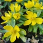 Kép 2/2 - Eranthis hyemalis / Téltemető virághagyma