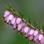 Kép 2/2 - Erica carnea 'Springwood Pink' / Alpesi hanga