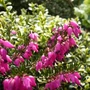 Kép 2/2 - Erica carnea 'Myretoun Ruby' / Alpesi hanga