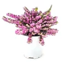 Kép 1/2 - Erica carnea 'Springwood Pink' / Alpesi hanga