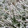 Kép 2/2 - Erica carnea 'Springwood White' / Alpesi hanga