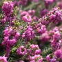 Kép 2/2 - Erica carnea 'Tanja' / Alpesi erika, hanga