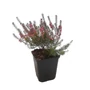 Kép 1/2 - Erica carnea 'Tanja' / Alpesi erika, hanga
