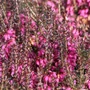 Kép 2/2 - Erica carnea 'Winter Ladies Sarah' / Alpesi hanga