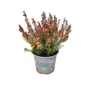 Kép 1/2 - Erica carnea 'Winter Ladies Sarah' / Alpesi hanga