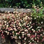 Kép 2/2 - Erigeron kavinskianus / Küllőrojt