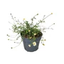 Kép 1/2 - Erigeron kavinskianus / Küllőrojt
