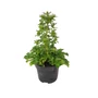 Kép 1/2 - Eryngium planum 'Blue Hobbit' / Kék iringó