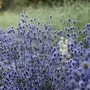 Kép 2/3 - Eryngium planum / Kék iringó