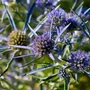Kép 3/3 - Eryngium planum / Kék iringó