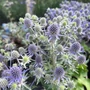 Kép 2/2 - Eryngium planum 'Blue Hobbit' / Kék iringó