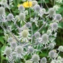 Kép 2/2 - Eryngium planum 'Silver Salentino' / Fehér iringó