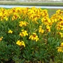 Kép 2/2 - Erysimum 'Canaries Yellow' / Repcsény, sárgaviola
