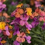 Kép 2/2 - Erysimum linifolium 'Erysistible Bronze Rose' / Repcsény, sárgaviola