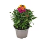 Kép 1/2 - Erysimum linifolium 'Erysistible Bronze Rose' / Repcsény, sárgaviola