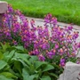Kép 2/2 - Erysimum linifolium 'Erysistible Magenta' / Repcsény, sárgaviola