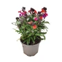 Kép 1/2 - Erysimum linifolium 'Erysistible Magenta' / Repcsény, sárgaviola