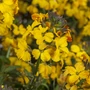 Kép 2/2 - Erysimum linifolium 'Erysistible Yellow' / Repcsény, sárgaviola