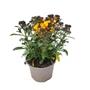 Kép 1/2 - Erysimum linifolium 'Erysistible Yellow' / Repcsény, sárgaviola