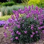 Kép 2/2 - Erysimum linifolium 'Bowles Mauve' / Lenlevelű repcsény