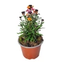 Kép 1/2 - Erysimum linifolium 'Erysistible Sunset' / Repcsény, sárgaviola