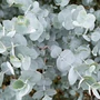 Kép 2/2 - Eucalyptus gunnii 'Silver Dollar' / Havasi eukaliptusz