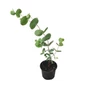Kép 1/2 - Eucalyptus gunnii 'Silver Dollar' / Havasi eukaliptusz