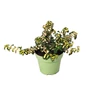 Kép 1/2 - Euonymus fortunei 'Blondy' / Arany-tarka terülő kecskerágó