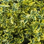 Kép 2/2 - Euonymus fortunei 'Emerald 'n Gold' / Arany-tarka terülő kecskerágó