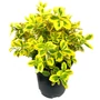 Kép 1/2 - Euonymus fortunei 'Emerald 'n Gold' / Arany-tarka terülő kecskerágó