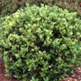 Kép 2/3 - Euonymus japonicus / Japán kecskerágó